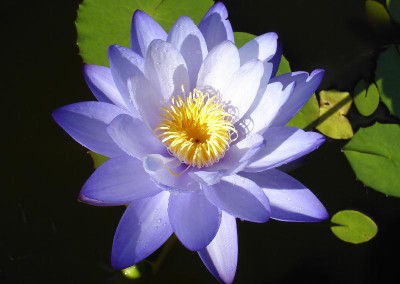 Nymphaea 'Mizu-no-Mori'