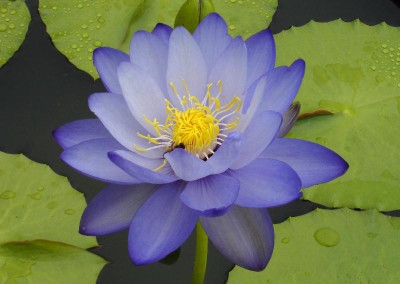 Nymphaea 'Mizu-no-Mori'