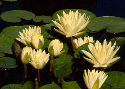 Nymphaea 'Texas Dawn'