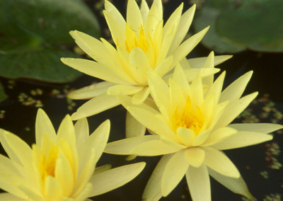 Nymphaea 'Texas Dawn'