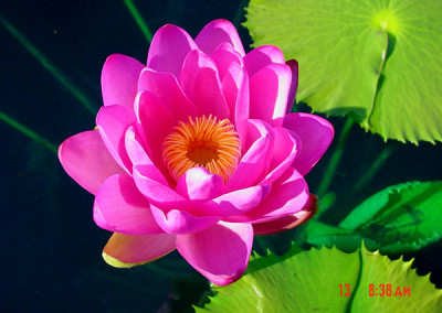 Nymphaea 'Andre Leu'