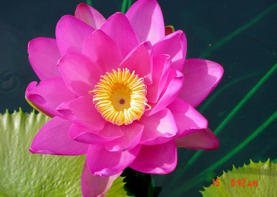 Nymphaea 'Andre Leu'