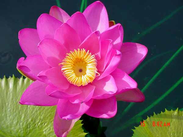 Nymphaea ‘Andre Leu’