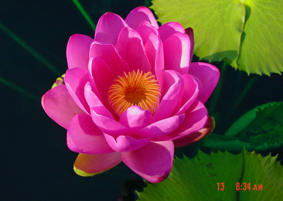 Nymphaea 'Andre Leu'