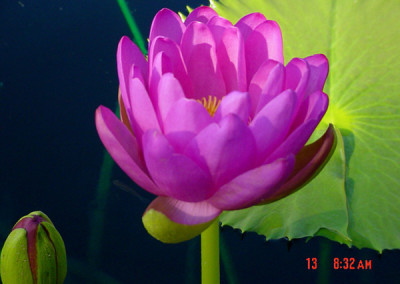 Nymphaea 'Andre Leu'