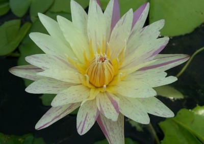 Nymphaea ‘Thong Prakai’ also known as Nymphaea ‘Gold Aura’