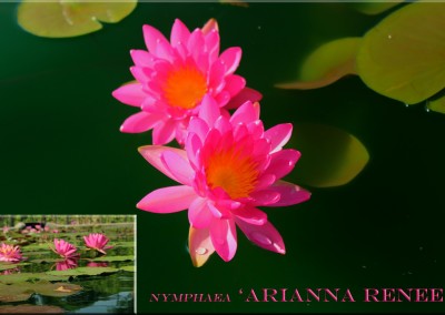 Nymphaea 'Arianna Renee'