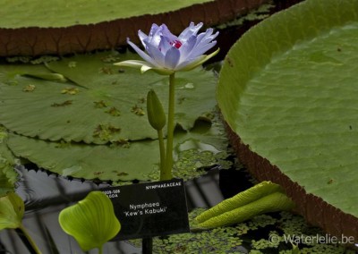 Nymphaea 'Kew's Kabuki'