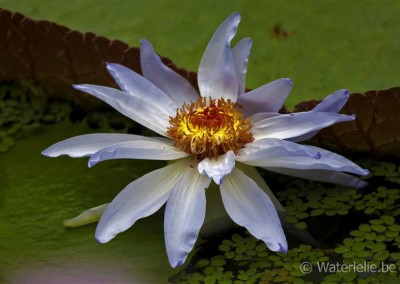 Nymphaea 'Kew's Kabuki'