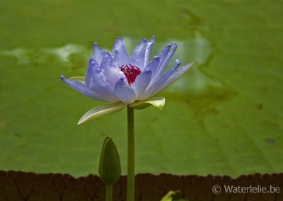 Nymphaea 'Kew's Kabuki'