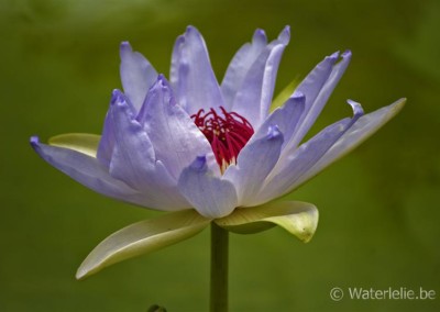 Nymphaea 'Kew's Kabuki'