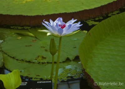 Nymphaea 'Kew's Kabuki'