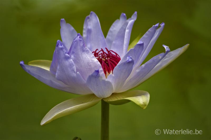 Nymphaea ‘Kew’s Kabuki’