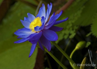 Nymphaea 'Kew's Stowaway Blues'