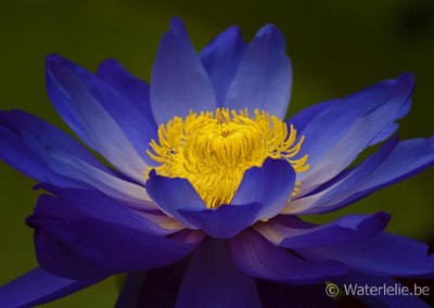 Nymphaea ‘Kew’s Stowaway Blues’