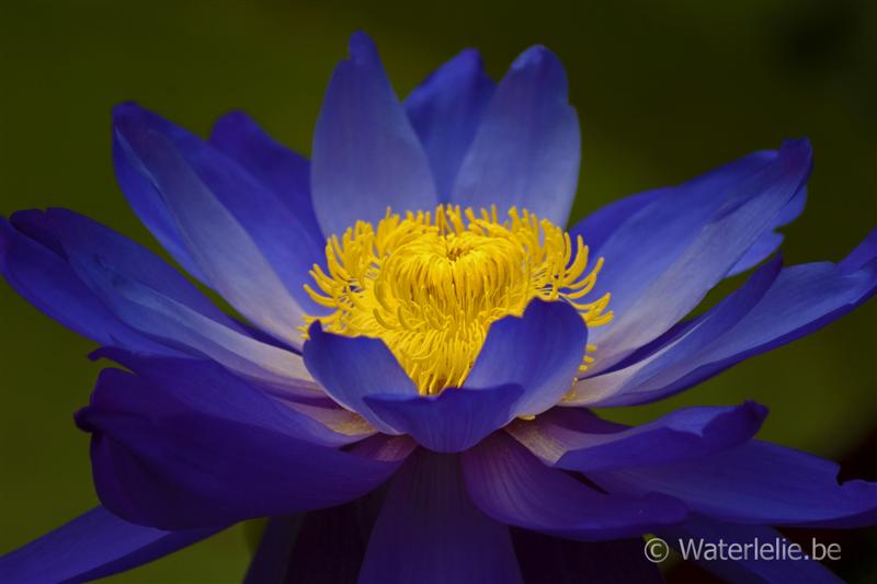 Nymphaea ‘Kew’s Stowaway Blues’