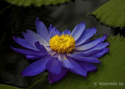 Nymphaea 'Kew's Stowaway Blues'