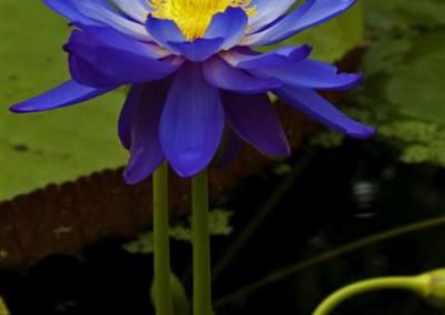 Nymphaea 'Kew's Stowaway Blues'