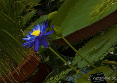 Nymphaea 'Kew's Stowaway Blues'