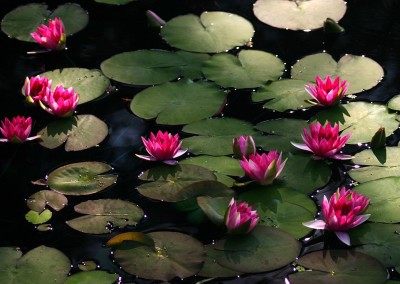 Nymphaea 'Laydekeri Fulgens'