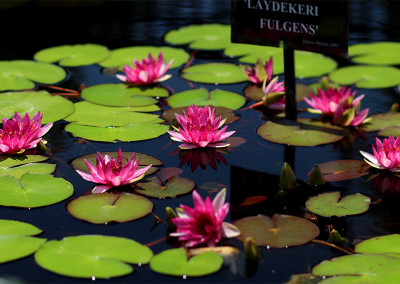 Nymphaea 'Laydekeri Fulgens'