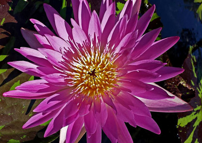 Nymphaea 'Pat Attebery'