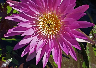 Nymphaea ‘Pat Attebery’