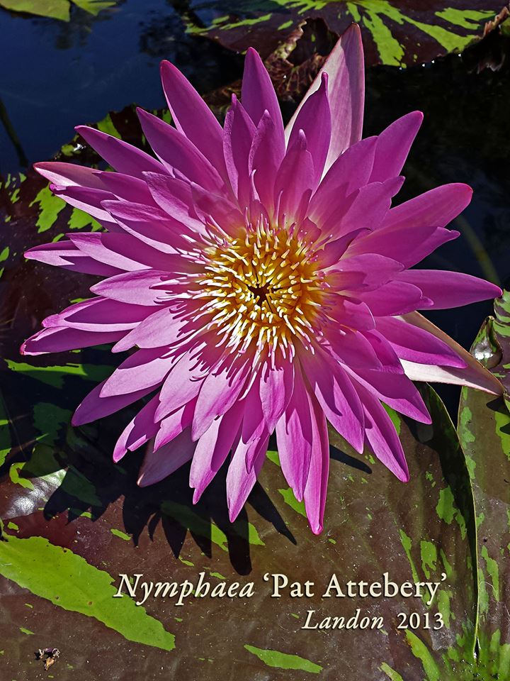 Nymphaea ‘Pat Attebery’