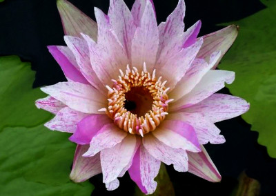 Nymphaea 'Pech Chompoo' also known as Nymphaea 'Pink Diamond'