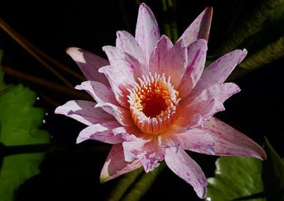 Nymphaea 'Pech Chompoo' also known as Nymphaea 'Pink Diamond'