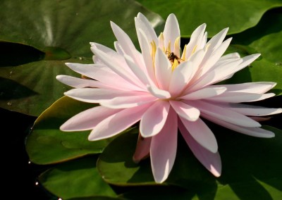 Nymphaea 'Perry's Pink Heaven'