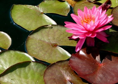 Nymphaea 'Perry's Viviparous Pink'