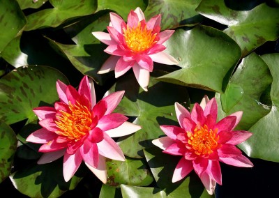 Nymphaea ‘Phoebus’