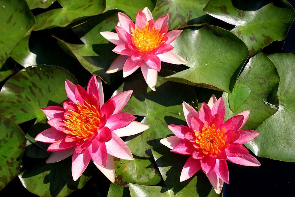 Nymphaea ‘Phoebus’