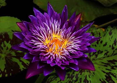 Nymphaea 'Plum Crazy'