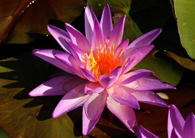 Nymphaea ‘Purplelucent’