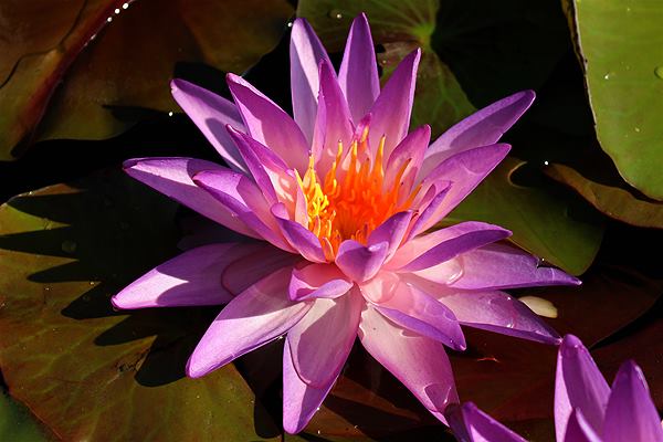 Nymphaea ‘Purplelucent’