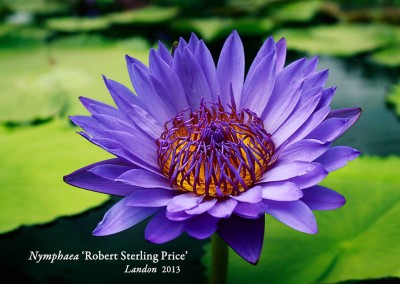 Nymphaea 'Robert Sterling Price'