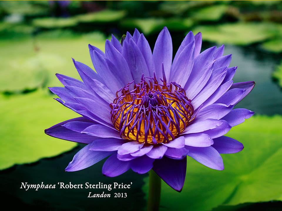 Nymphaea ‘Robert Sterling Price’