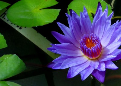 Nymphaea 'Robert Sterling Price'