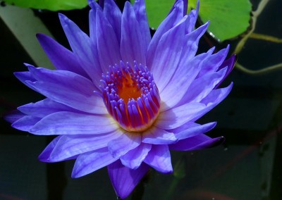 Nymphaea 'Robert Sterling Price'