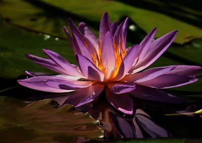 Nymphaea ‘Sky Diamond’