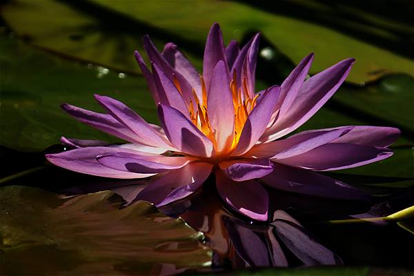 Nymphaea ‘Sky Diamond’