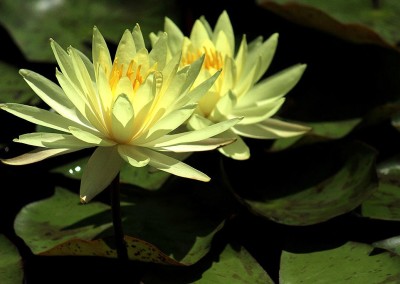 Nymphaea 'Sulphurea Okeechobee'