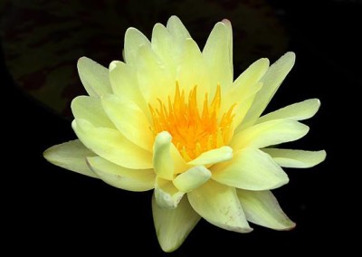 Nymphaea ‘Sun Dog’