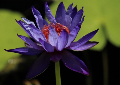 Nymphaea 'Yasuhiro'