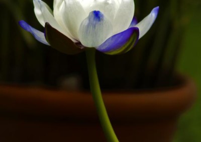 Nymphaea atrans