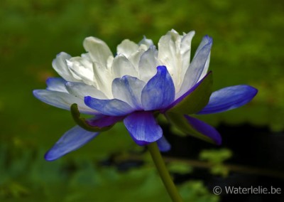 Nymphaea atrans