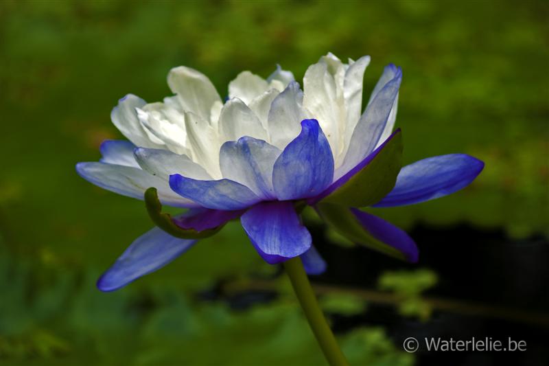 Nymphaea atrans