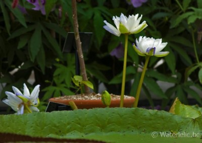 Nymphaea atrans